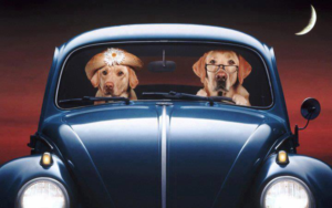 drivingdogs