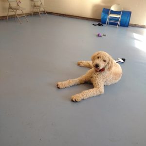 Ziva relaxing after a training session at the School for Dogs.