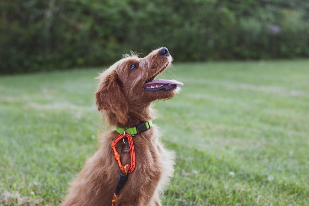 A well-trained dog sitting calmly and looking up at its owner, showcasing positive reinforcement and good behavior from effective dog training.