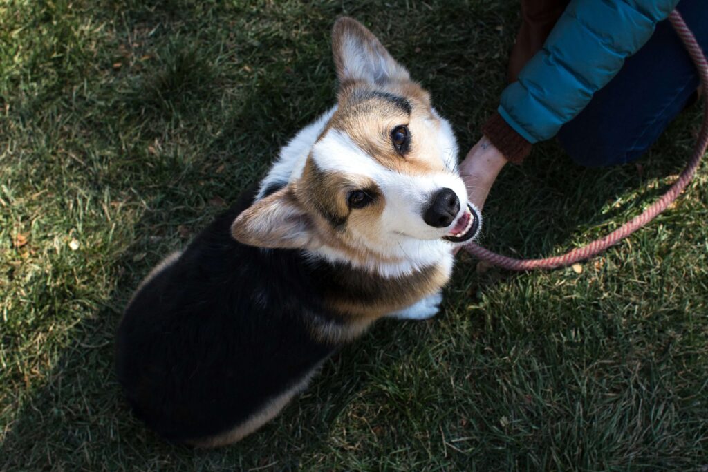 A dog on a leash looking up at the camera, showcasing attentive behavior and readiness to respond to dog training cues.