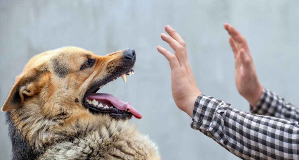 A dog baring it's teeth at a trainer.