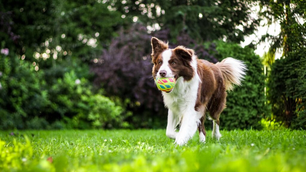 A happy dog running with a ball in its mouth during a game of fetch, showcasing energetic play and training opportunities.