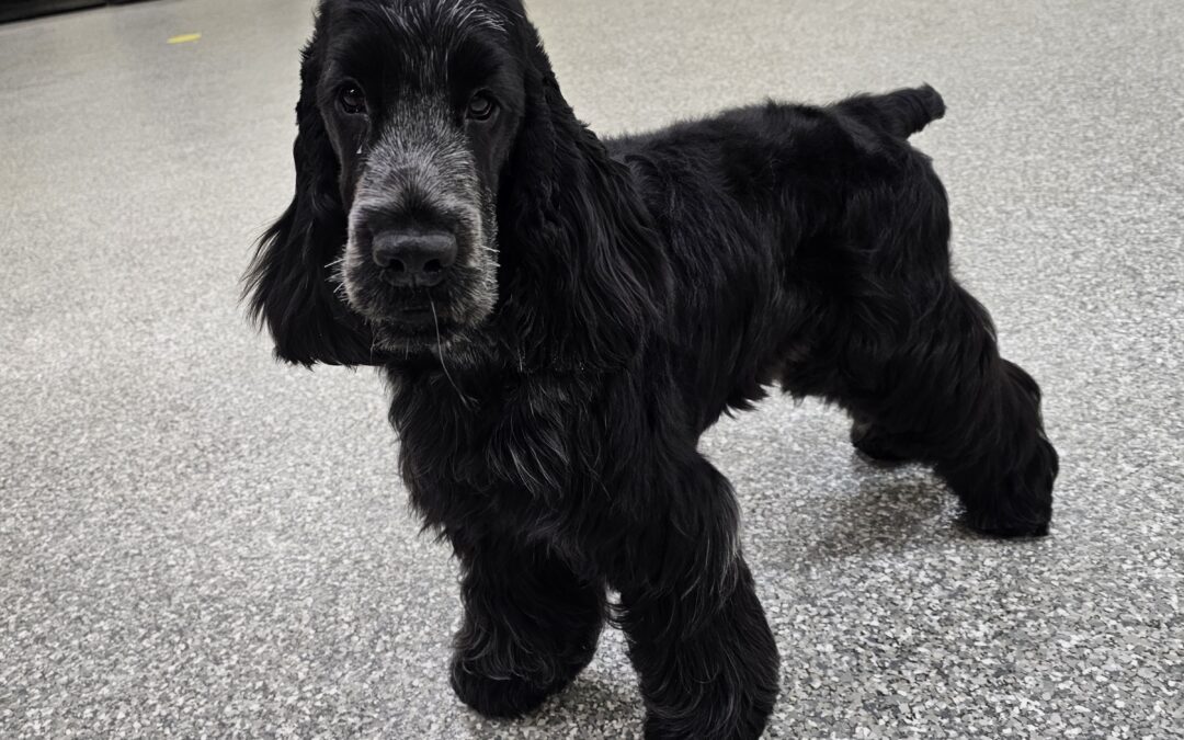 Medium Size Black Dog standing in our training space.