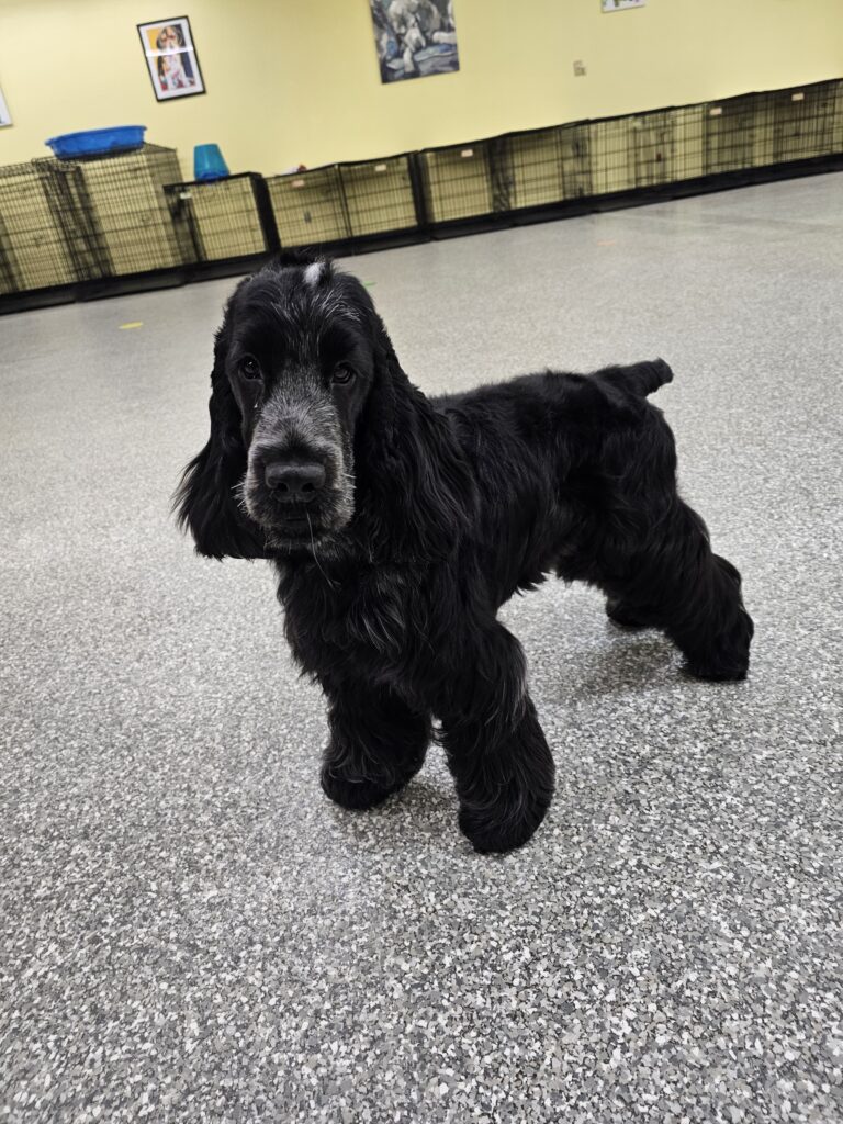 A medium-sized black puppy standing attentively in a training space, showcasing puppy training in action.