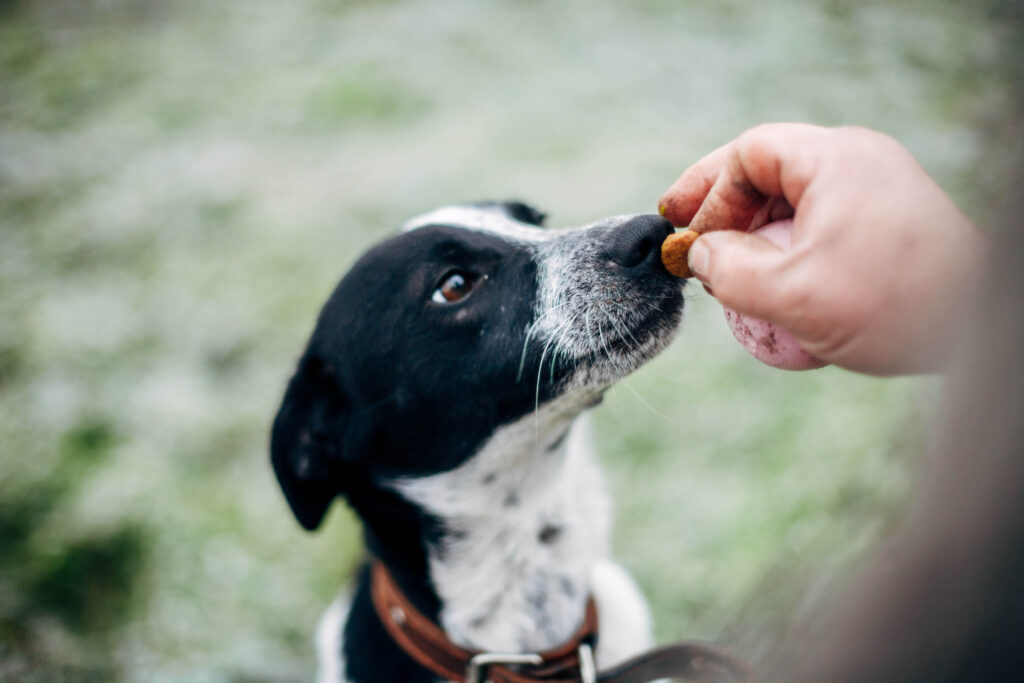 Owner demonstrating fading treats in dog training by rewarding a golden retriever intermittently during a 'sit-stay' exercise. The dog maintains focus as the handler phases out food rewards, showcasing the transition to reliable obedience without constant treats.
