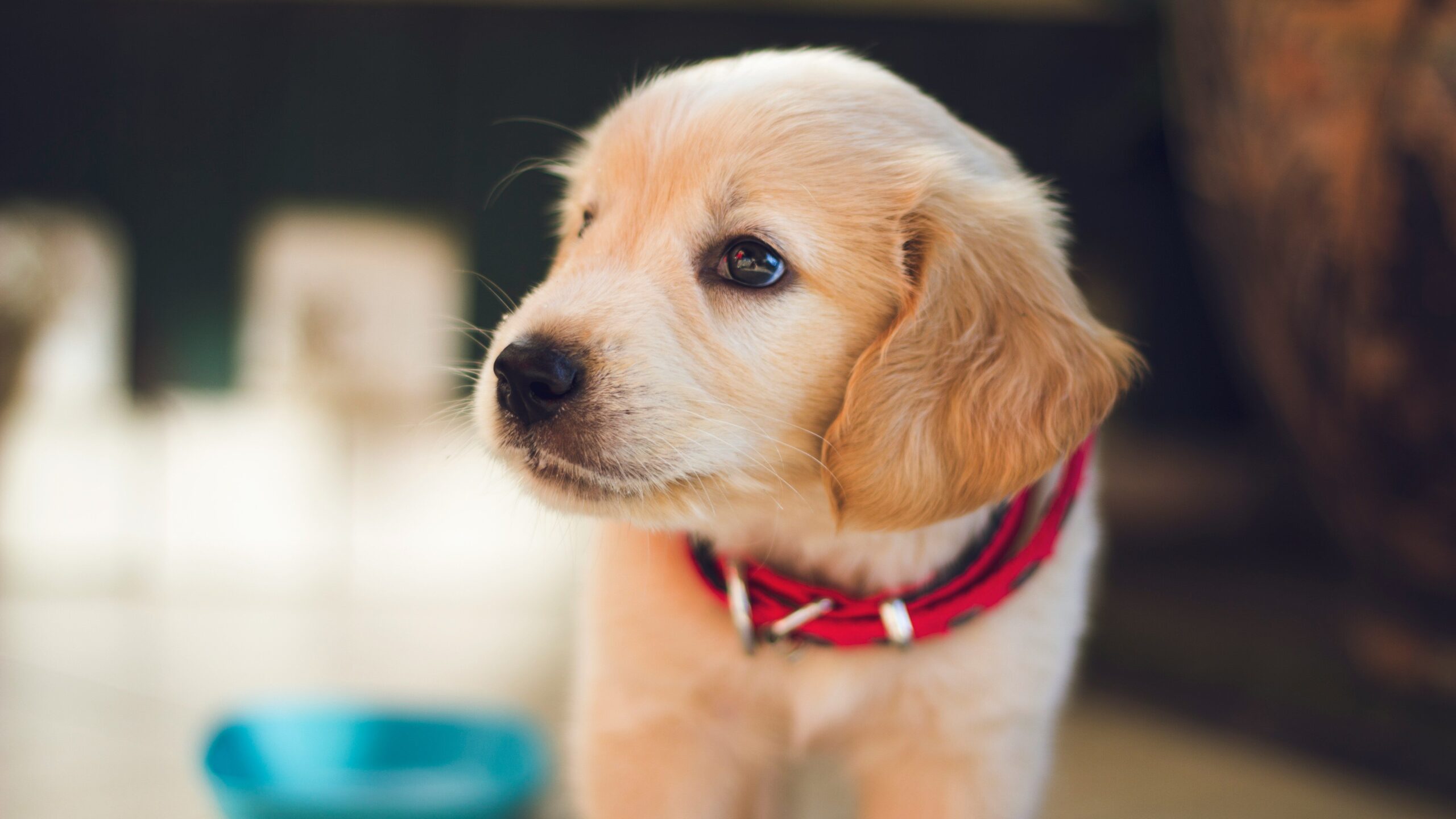 Puppy looking away from the camera with a food bowl blurred in the background, highlighting the new puppy essentials for mealtime prep.