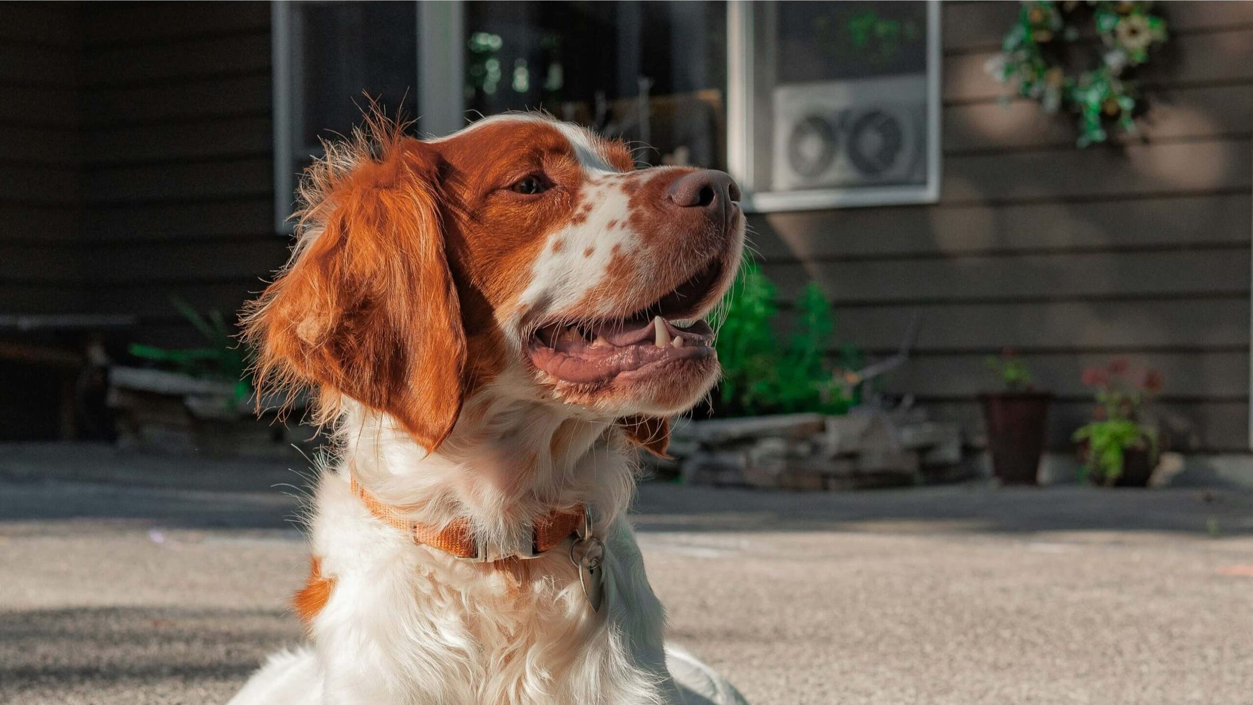 Dog panting heavily outside in the heat — a sign of overheating that raises the question, how hot is too hot for dogs